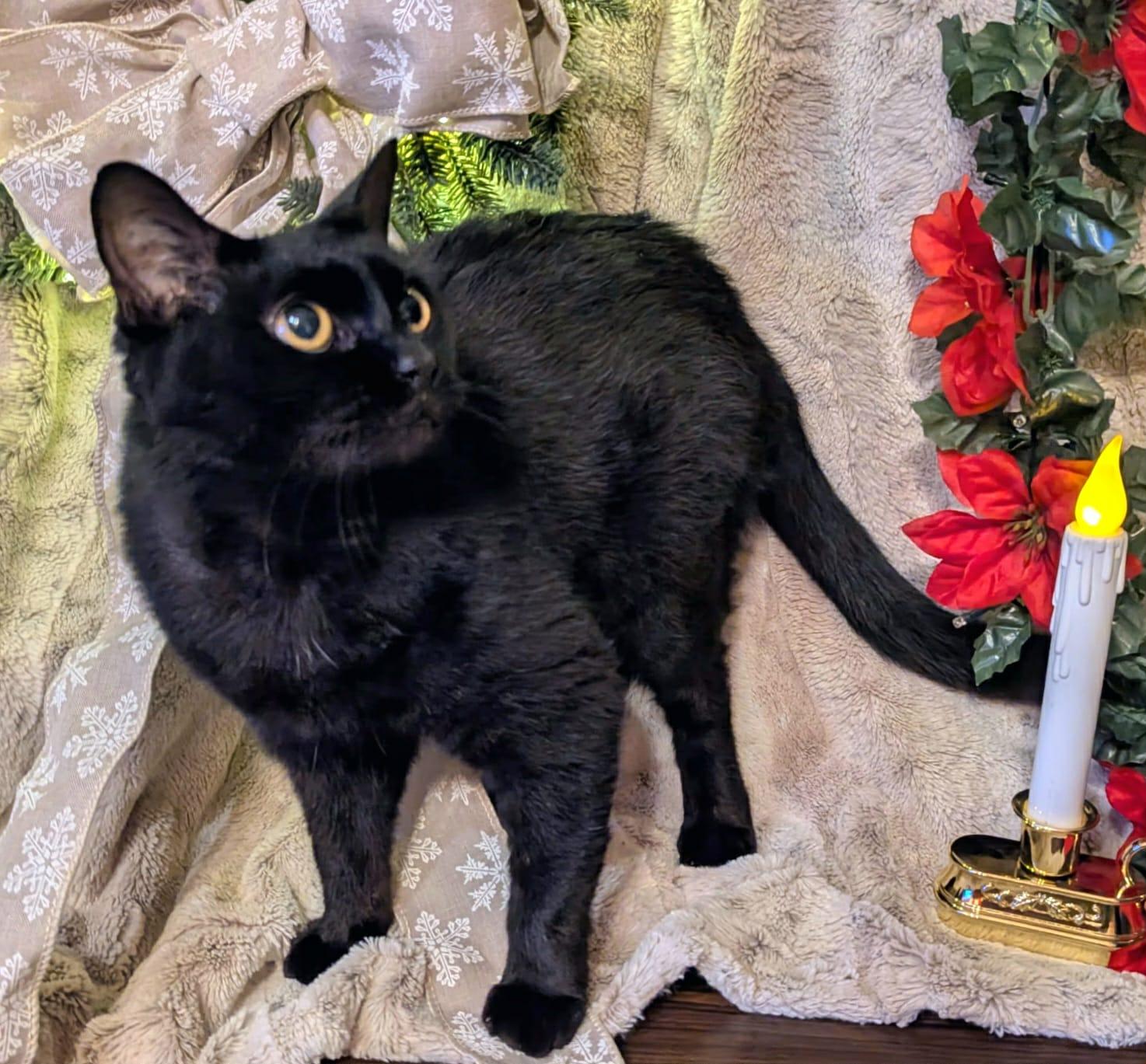 Spooky, a Adoptable Domestic Short Hair in McDonough, GA image 2/5