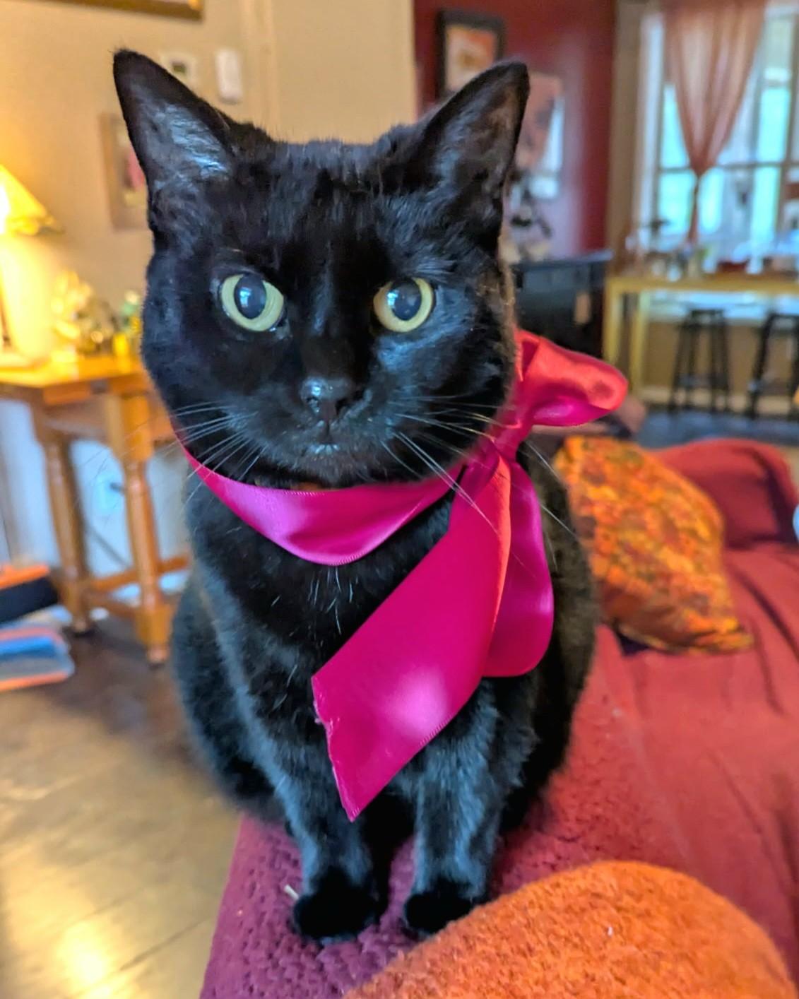 Enlarge Dixie, a Adoptable Domestic Short Hair in McDonough, GA image 1/5