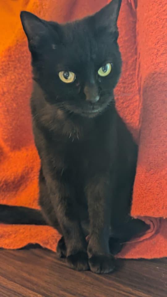 Spooky, a Adoptable Domestic Short Hair in McDonough, GA image 3/5