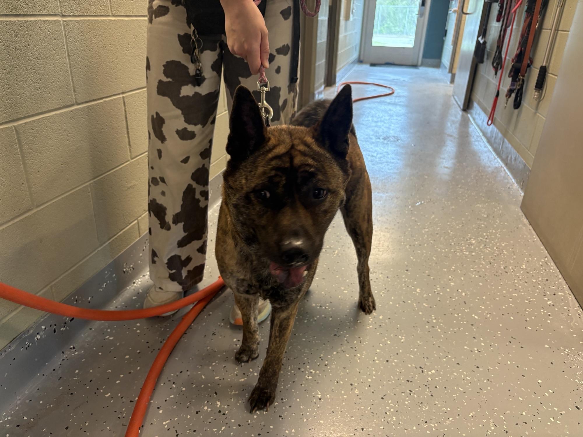 26-0175 "Layla", adopted, Adult Female Akita.