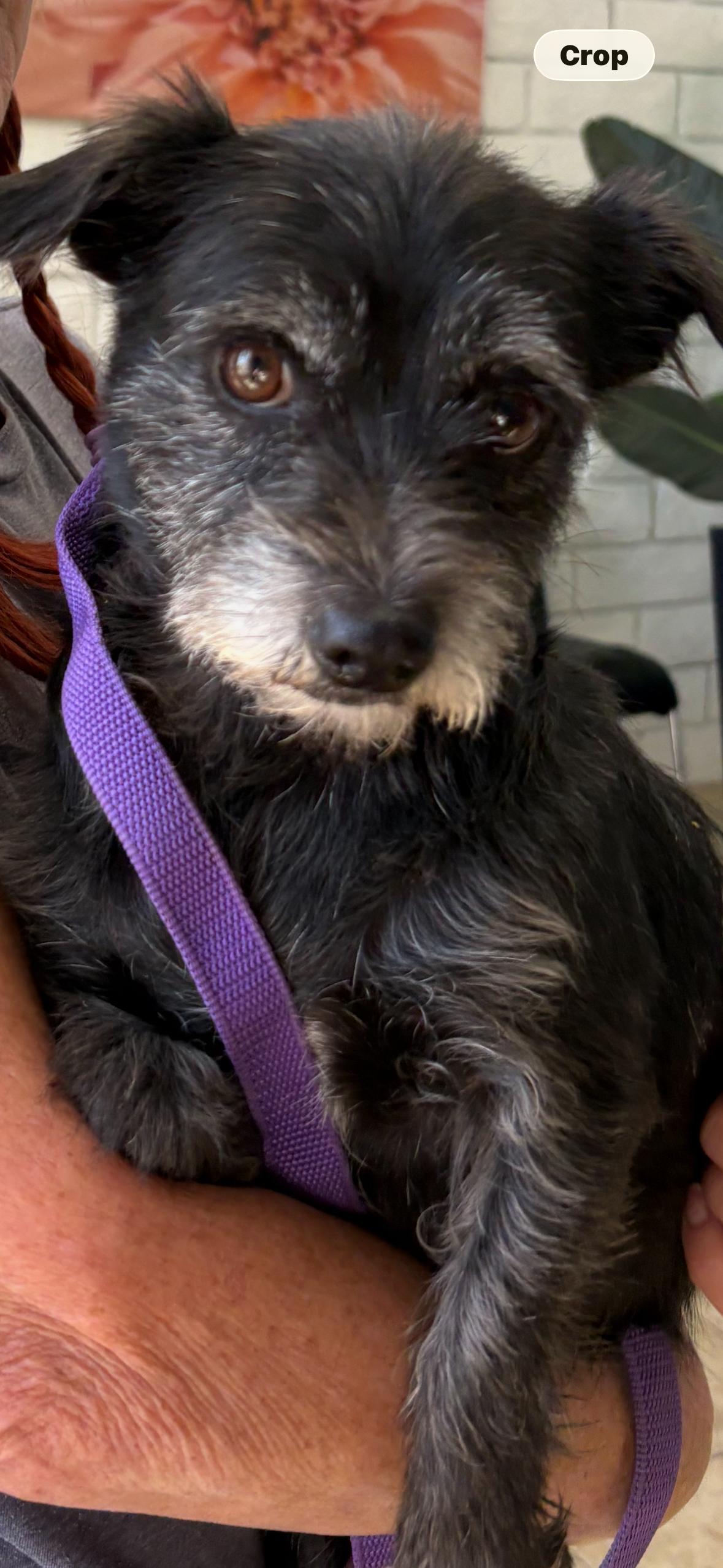 Enlarge MINKA, a Adoptable mixed breed in los angeles, CA image 6/6