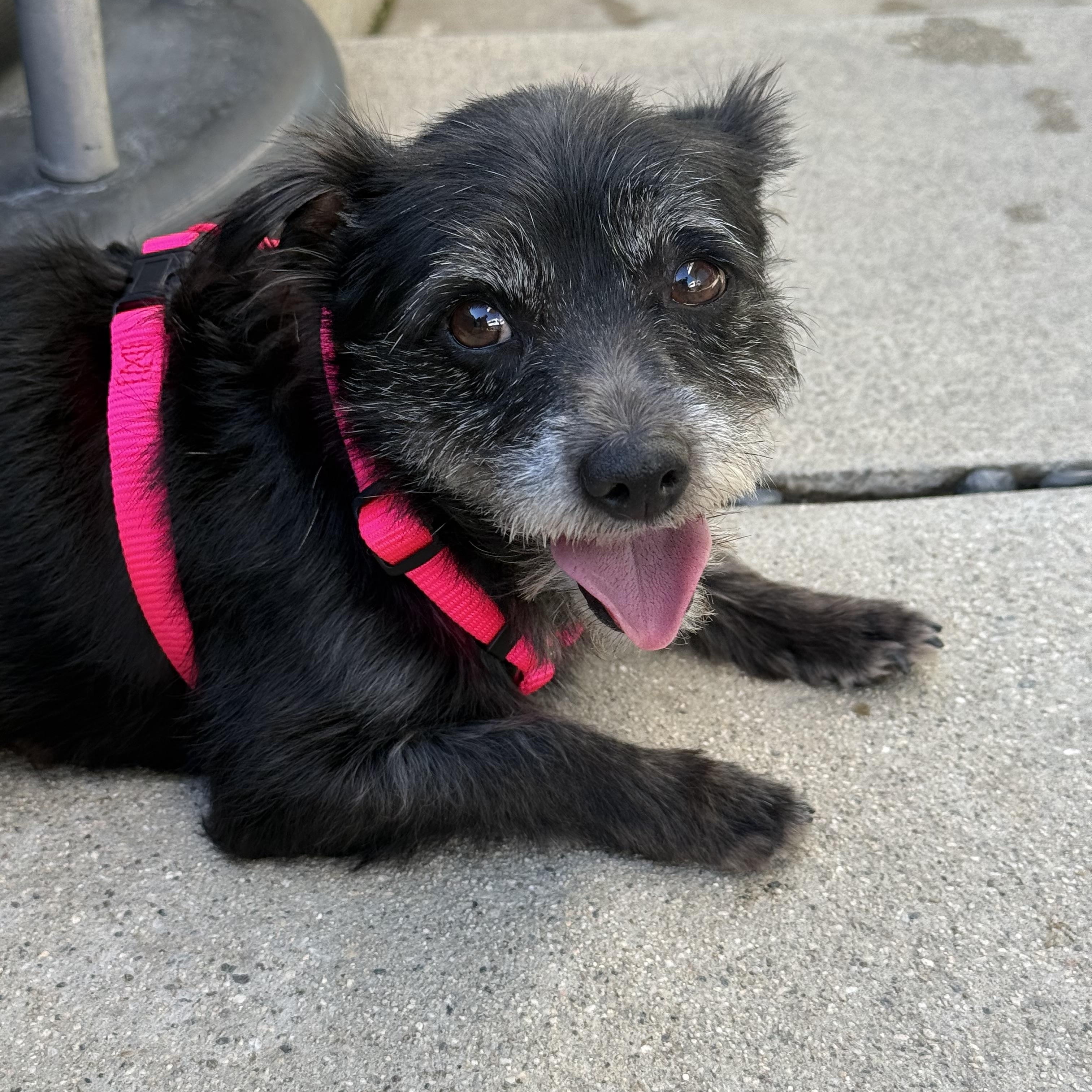 Enlarge MINKA, a Adoptable mixed breed in los angeles, CA image 3/6