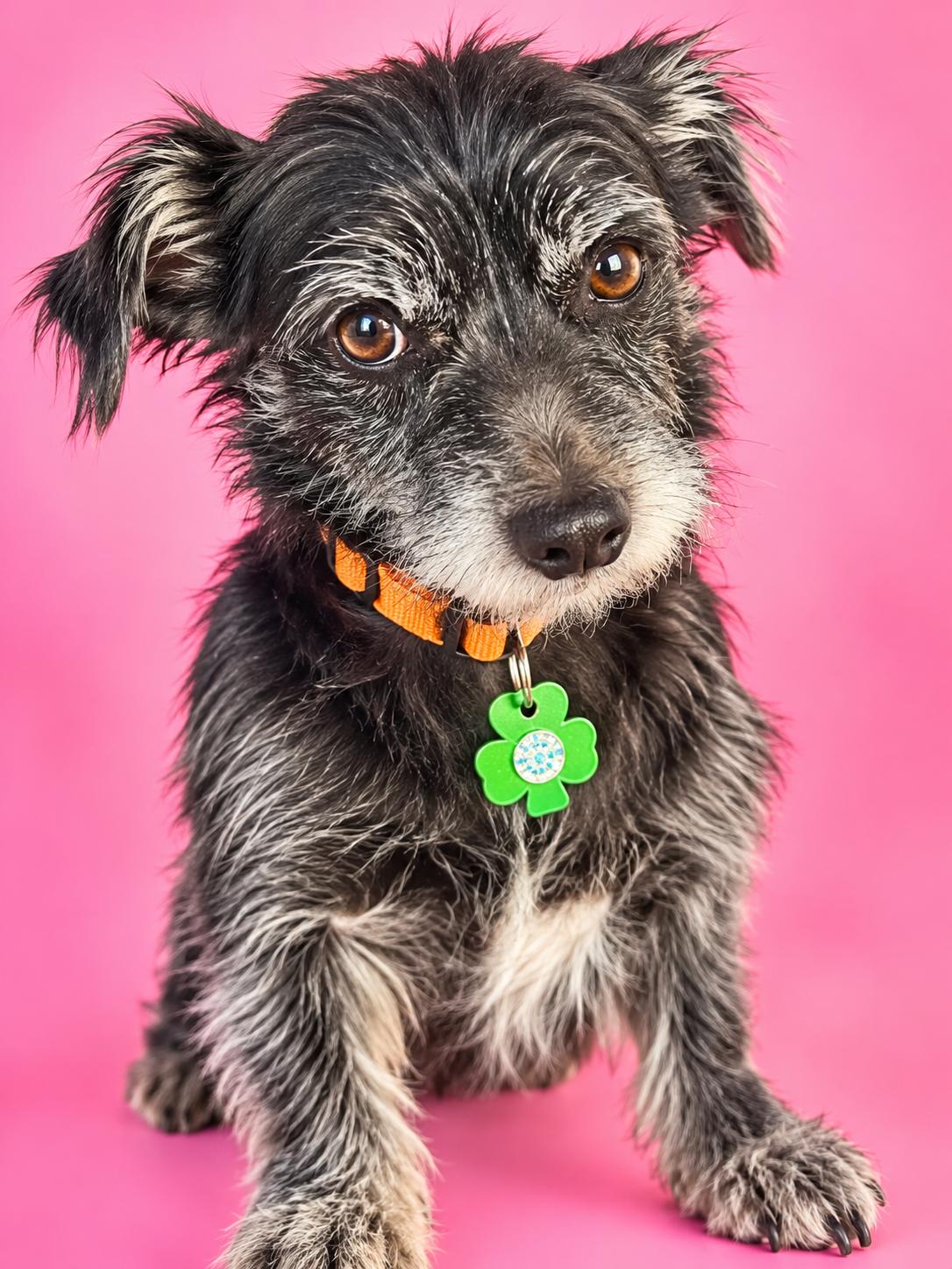 MINKA, Adoptable, Adult Female Norfolk Terrier & Miniature Schnauzer.