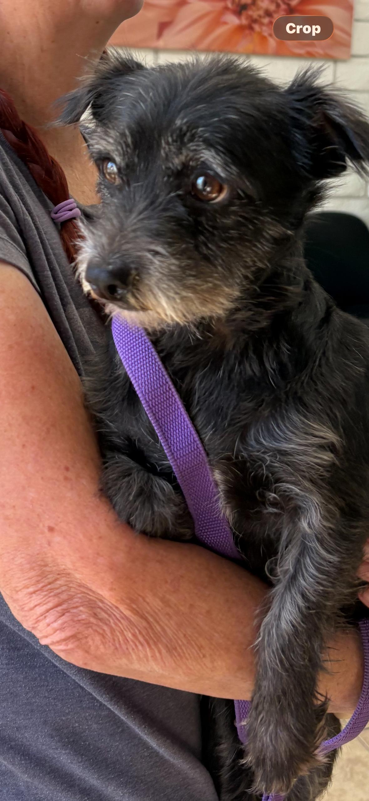 Enlarge MINKA, a Adoptable mixed breed in los angeles, CA image 5/6