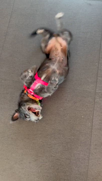 Enlarge MINKA, a Adoptable mixed breed in los angeles, CA video 4/6