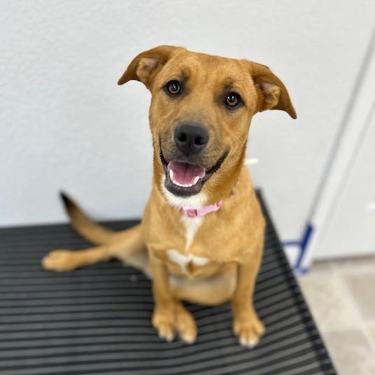 Tot, Adoptable, Young Female Mixed Breed.