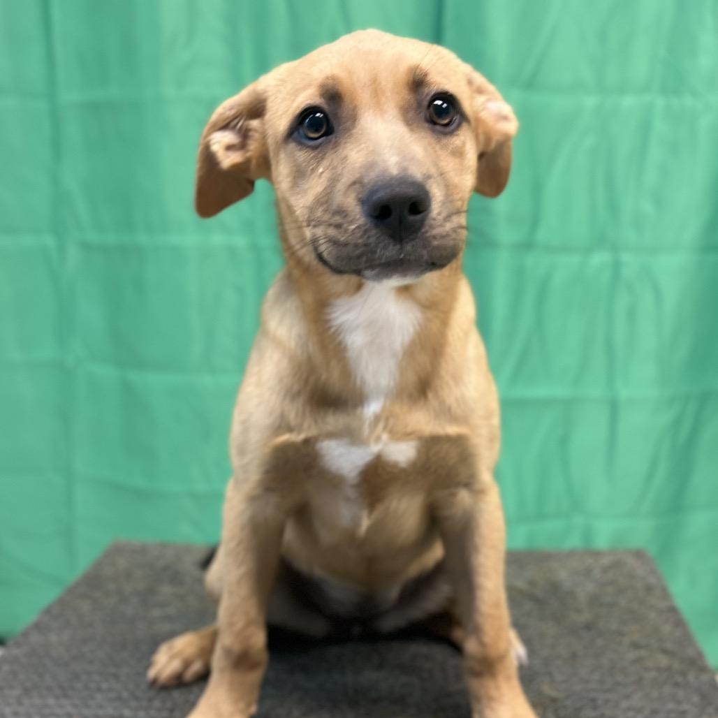 Enlarge Tot, a Adoptable Mixed Breed in Poplar Bluff, MO image 2/6