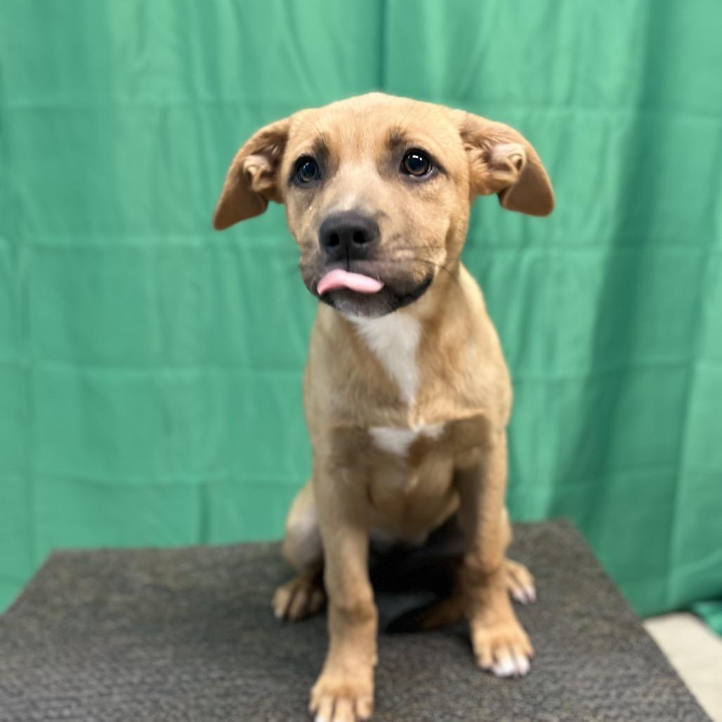 Enlarge Tot, a Adoptable Mixed Breed in Poplar Bluff, MO image 3/6