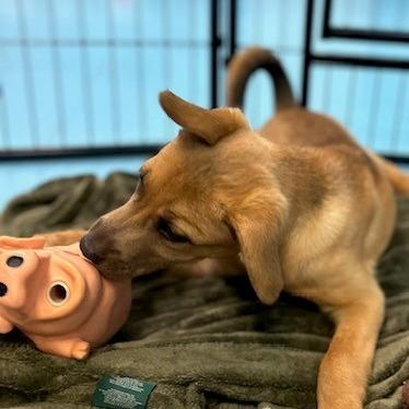 Enlarge Tot, a Adoptable Mixed Breed in Poplar Bluff, MO image 4/6