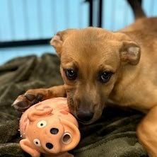 Enlarge Tot, a Adoptable Mixed Breed in Poplar Bluff, MO image 5/6