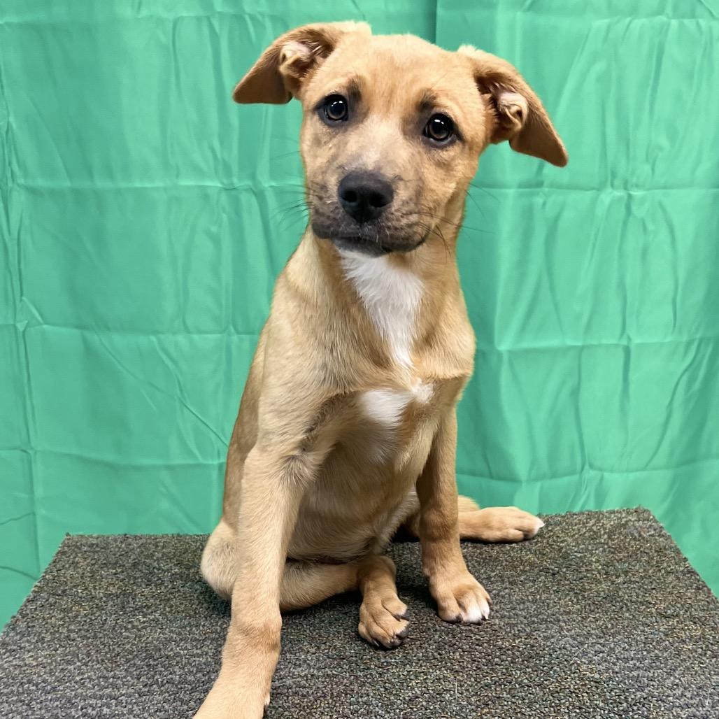Enlarge Tot, a Adoptable Mixed Breed in Poplar Bluff, MO image 6/6