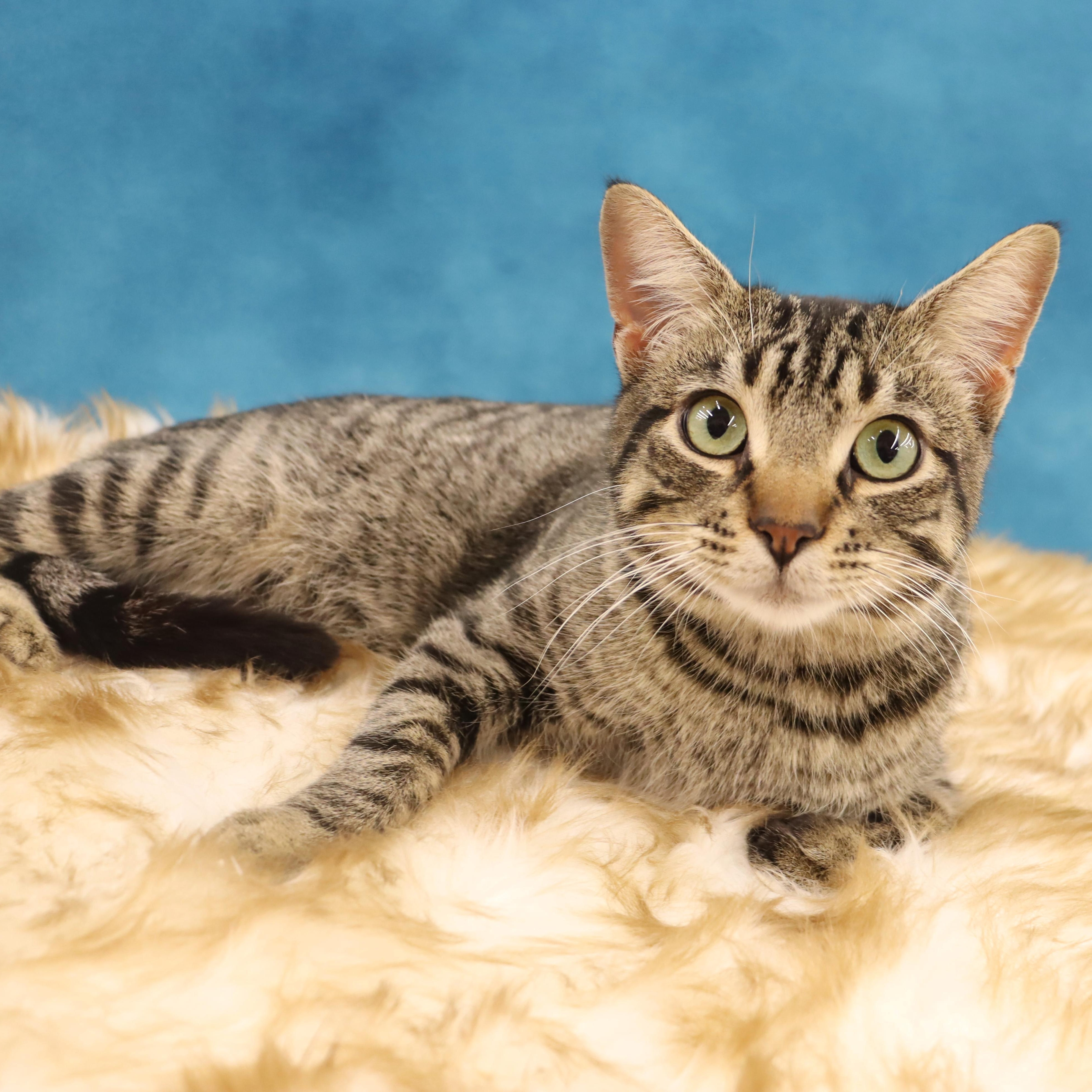 Jag - Handsome loverboy!, adopted, Young Male Domestic Short Hair.