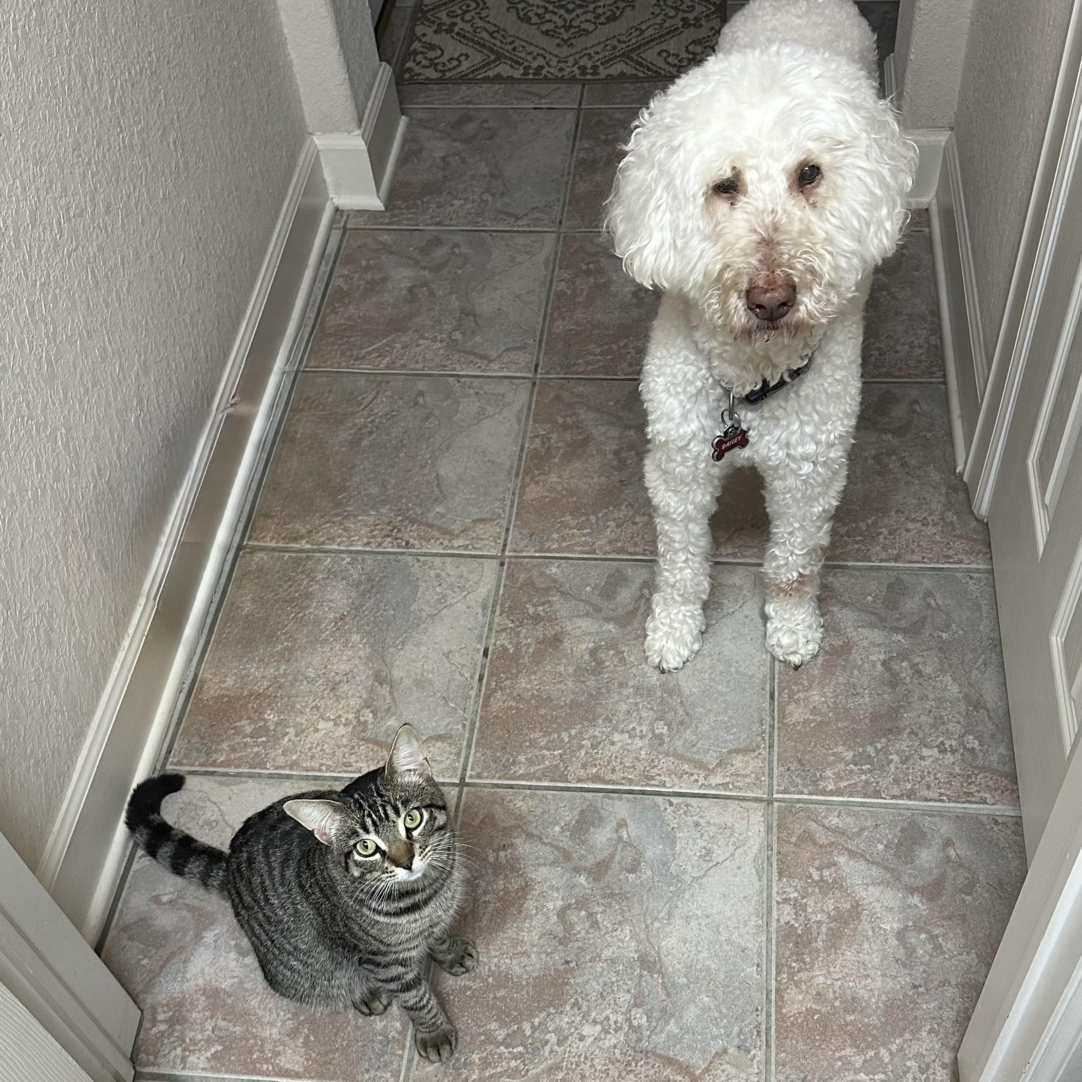 Enlarge Jag - Handsome loverboy!, an adopted Domestic Short Hair in League City, TX image 5/5