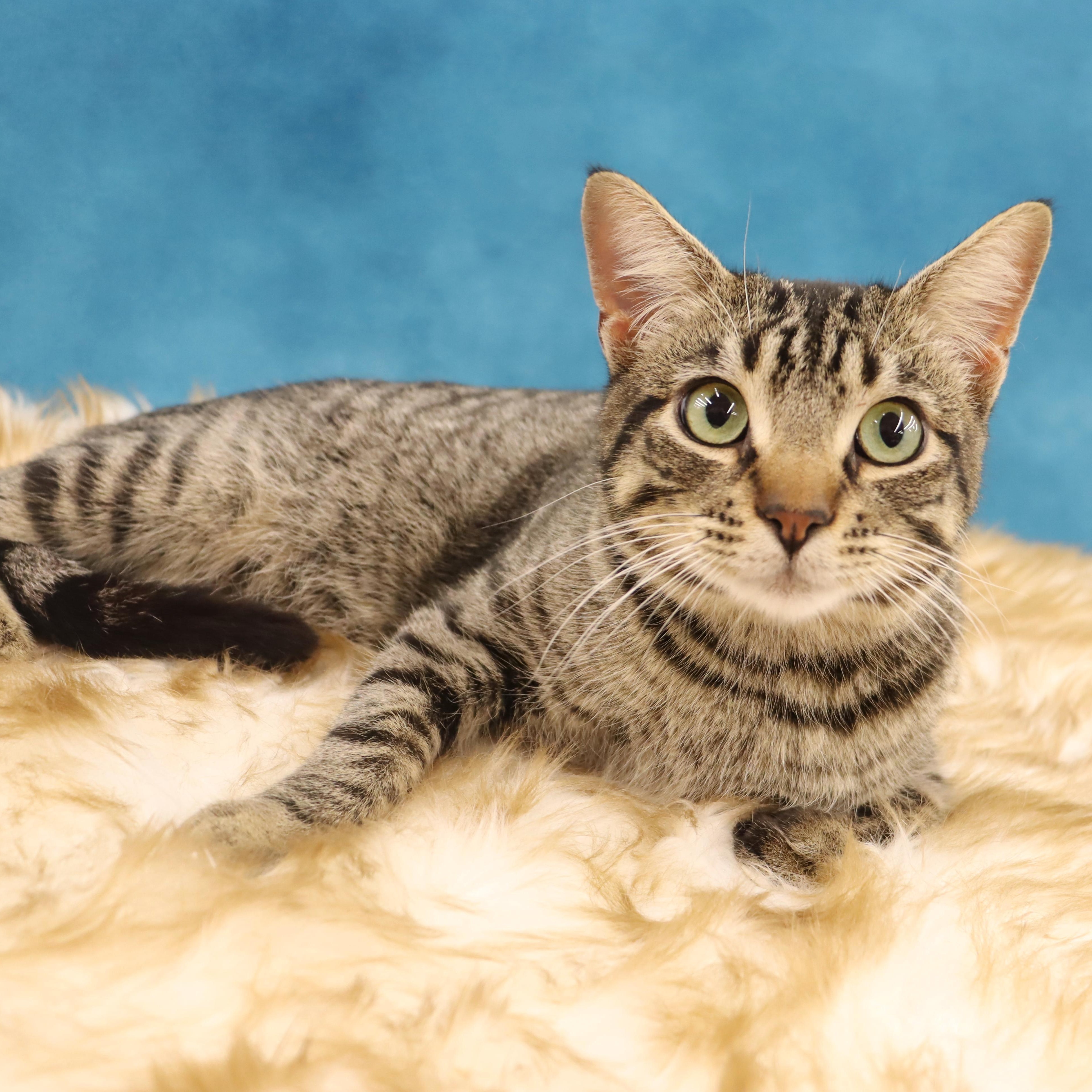 Enlarge Jag - Handsome loverboy!, an adopted Domestic Short Hair in League City, TX image 2/5