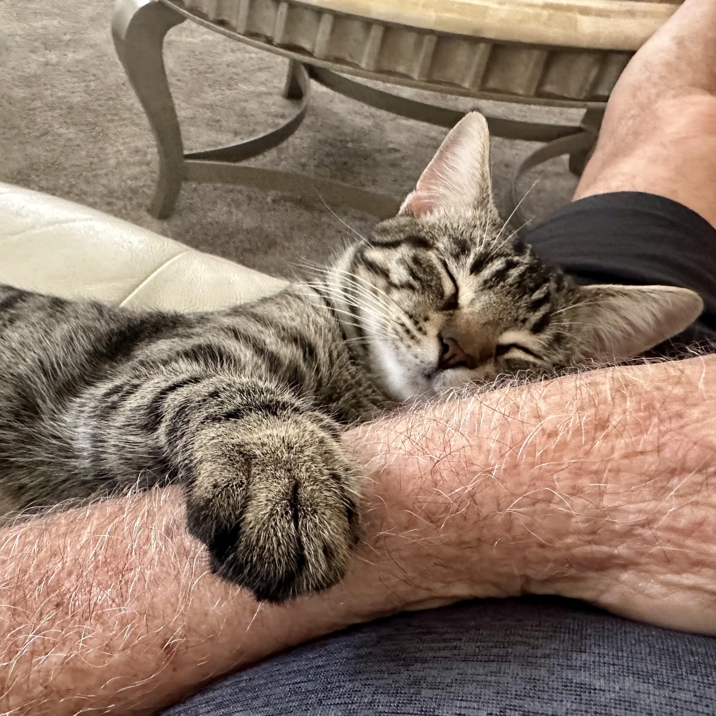 Enlarge Jag - Handsome loverboy!, an adopted Domestic Short Hair in League City, TX image 4/5