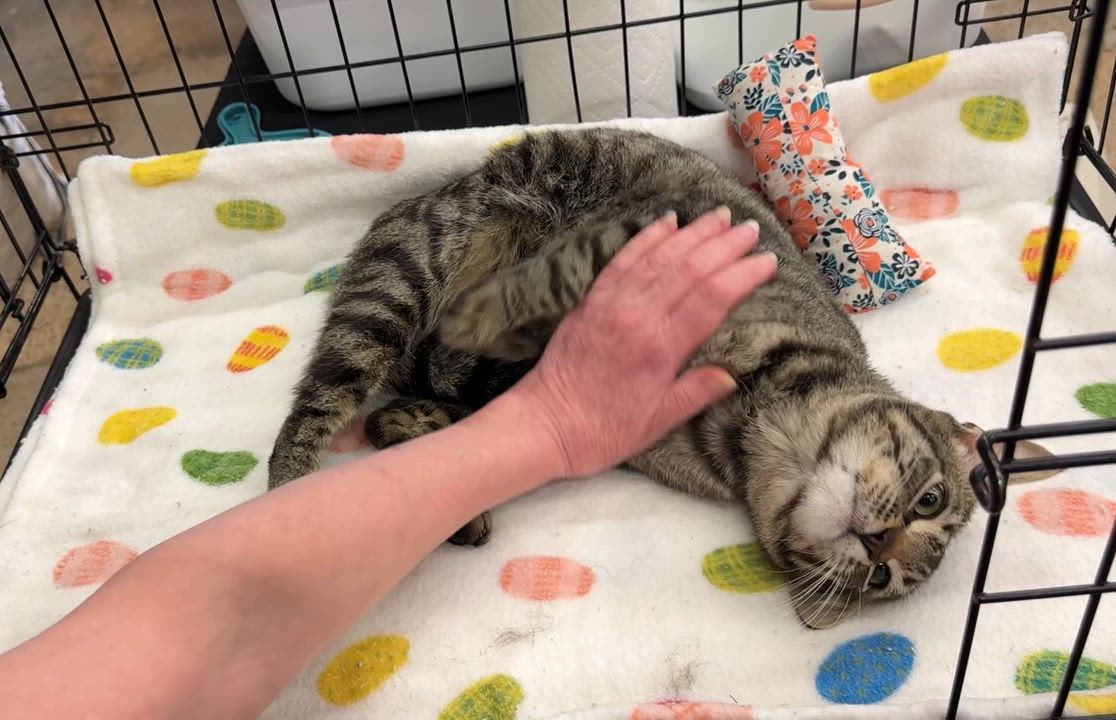 Enlarge Jag - Handsome loverboy!, an adopted Domestic Short Hair in League City, TX video 3/5