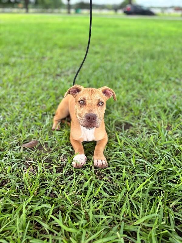 Simmons, Adoptable, Young Male Dachshund & Terrier.