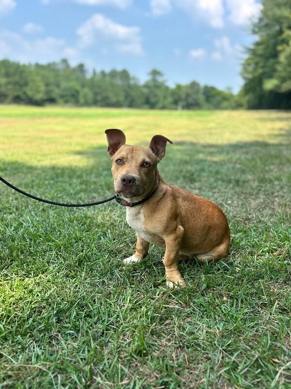 Enlarge Simmons, a Adoptable mixed breed in Berkeley Heights, NJ image 3/6