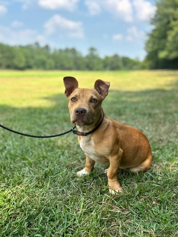 Enlarge Simmons, a Adoptable mixed breed in Berkeley Heights, NJ image 4/6