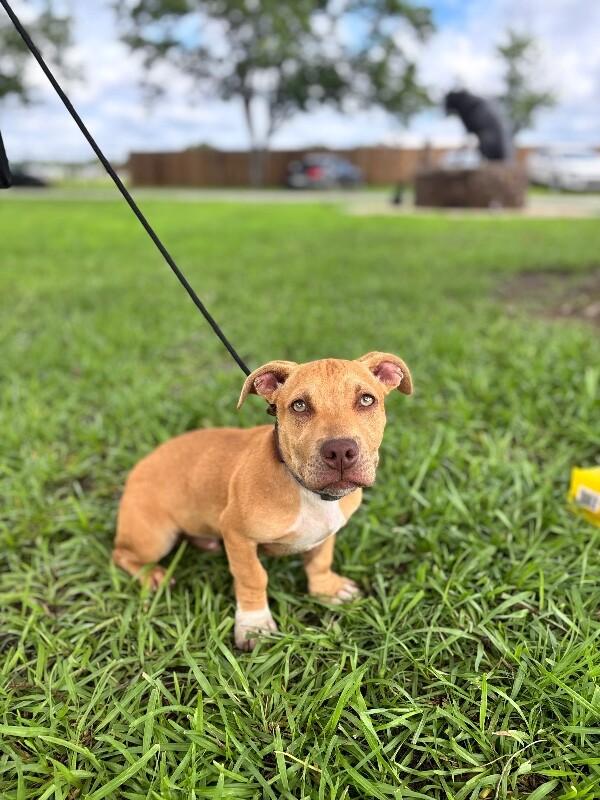 Enlarge Simmons, a Adoptable mixed breed in Berkeley Heights, NJ image 6/6