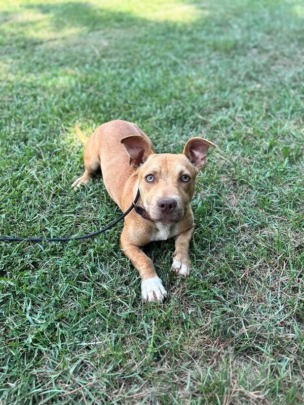 Enlarge Simmons, a Adoptable mixed breed in Berkeley Heights, NJ image 5/6