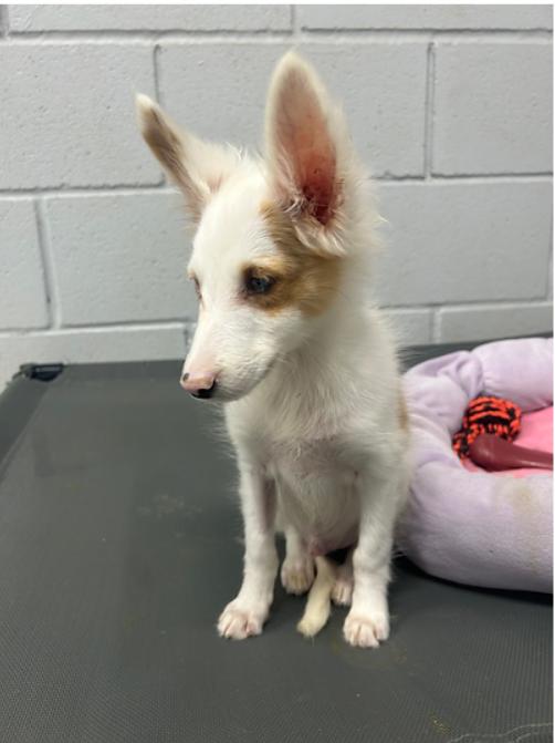 Felix, ADOPTABLE, Young Male Shetland Sheepdog / Sheltie.