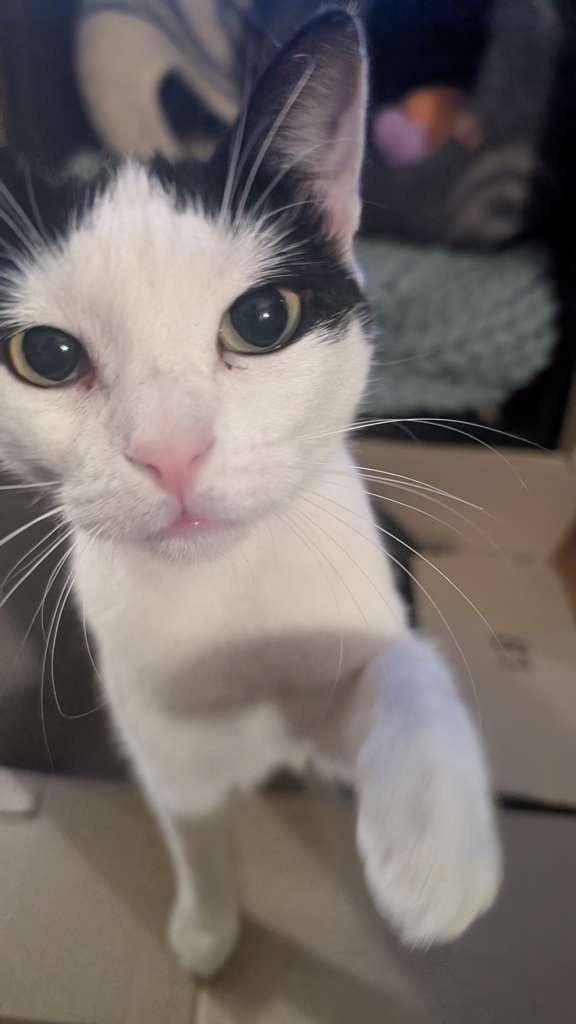 Enlarge Twinkie, a Adoptable Domestic Short Hair in New York, NY image 1/5