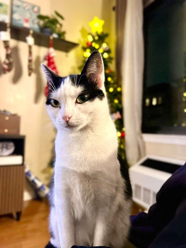 Enlarge Twinkie, a Adoptable Domestic Short Hair in New York, NY image 4/5