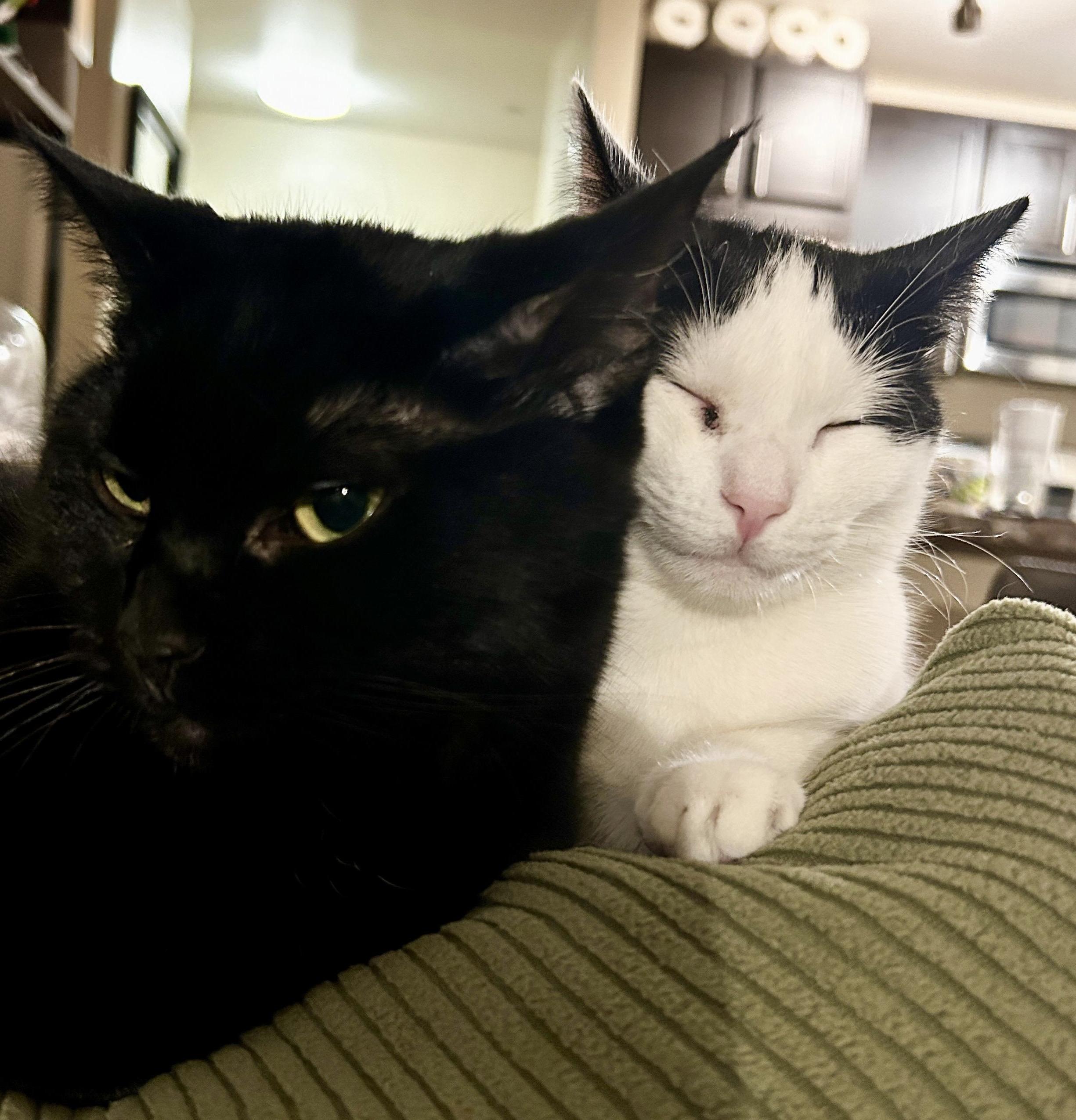 Enlarge Twinkie, a Adoptable Domestic Short Hair in New York, NY image 5/5