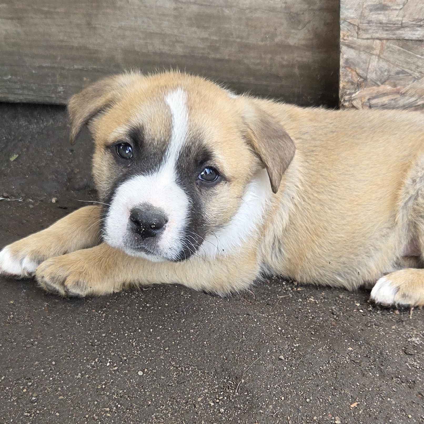 Enlarge Sorrel, a Adopted mixed breed in Murray, NE image 1/1