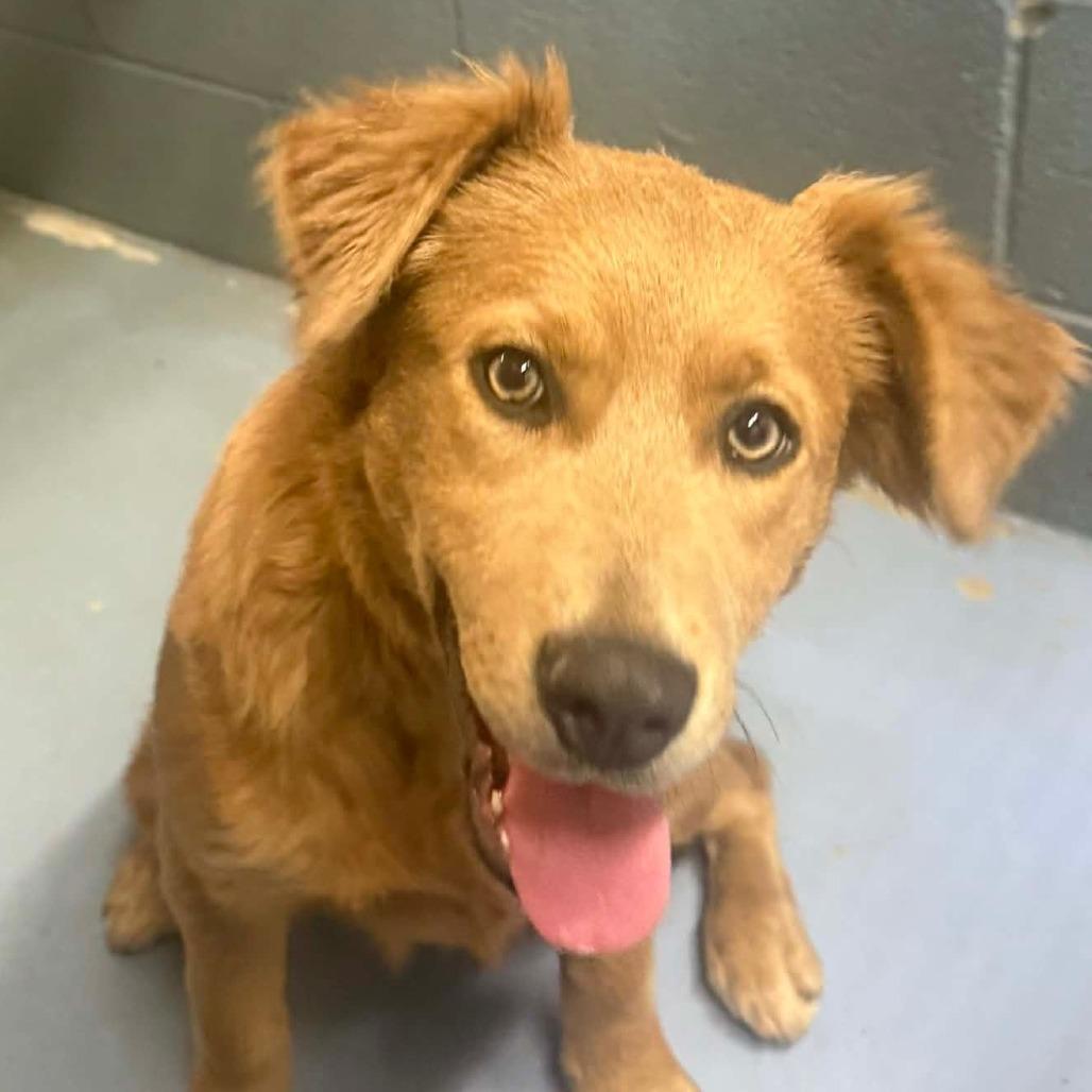 Harper, a Adoptable Mixed Breed in Gadsden, AL image 1/4