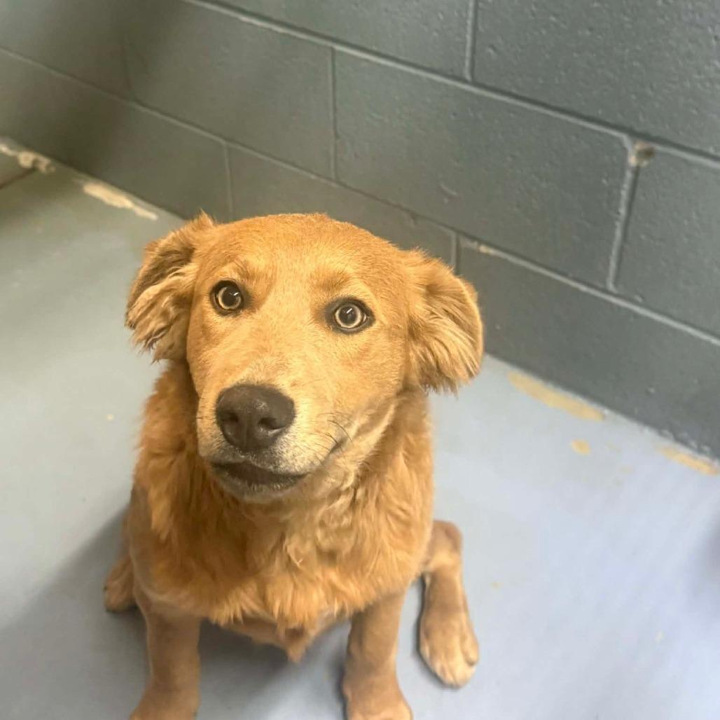 Harper, a Adoptable Mixed Breed in Gadsden, AL image 2/4