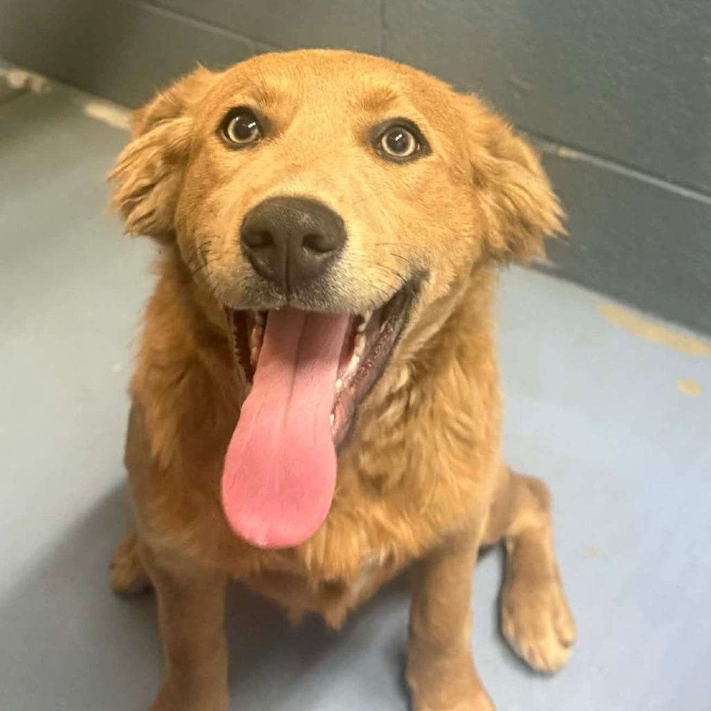 Harper, a Adoptable Mixed Breed in Gadsden, AL image 3/4