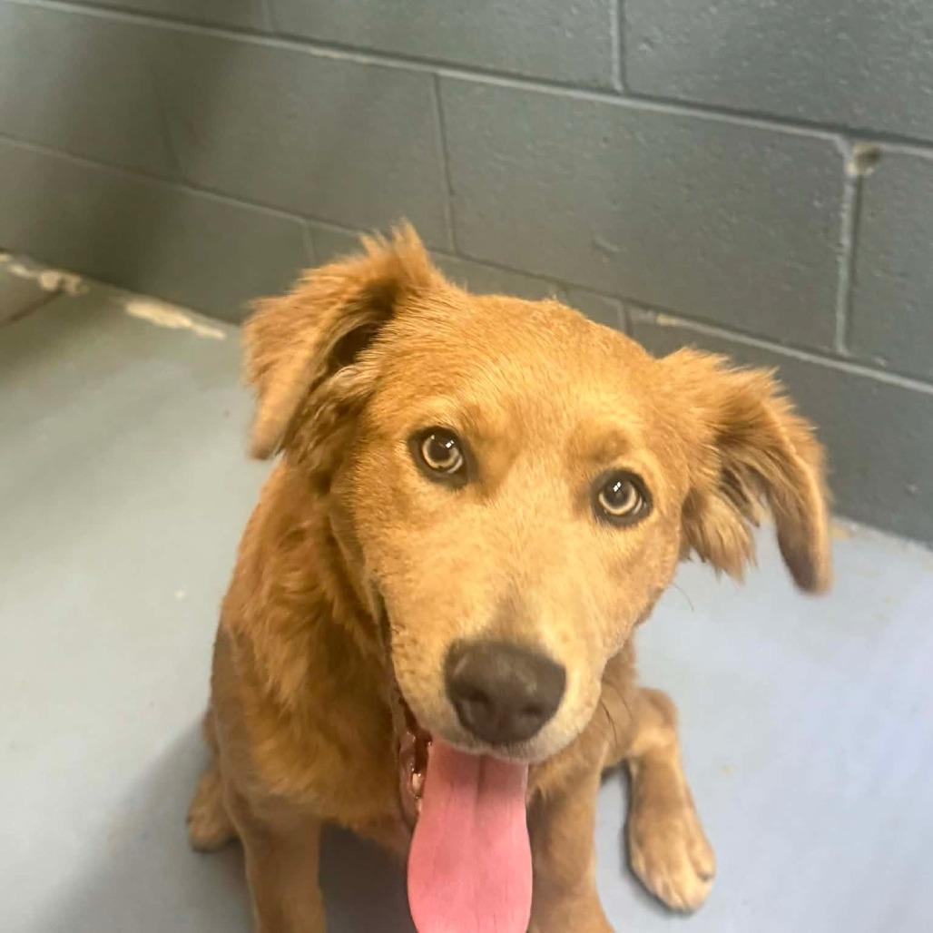 Harper, a Adoptable Mixed Breed in Gadsden, AL image 4/4