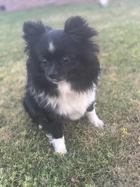 Enlarge Fred (Sweetest Little Guy), an adopted mixed breed in Newfoundland, PA image 5/6