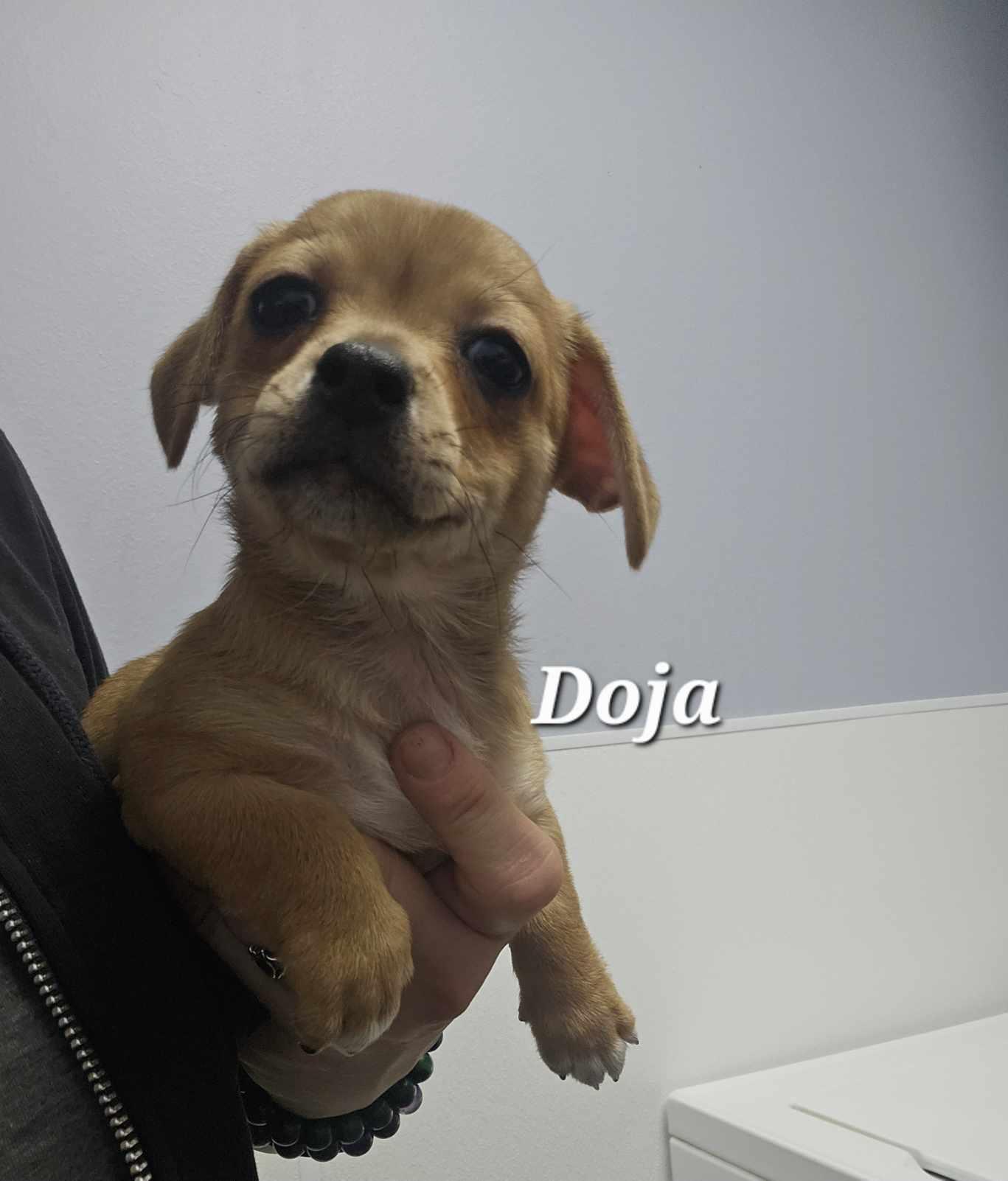 Doja / Hazel, Adopted, Young Female Dachshund.