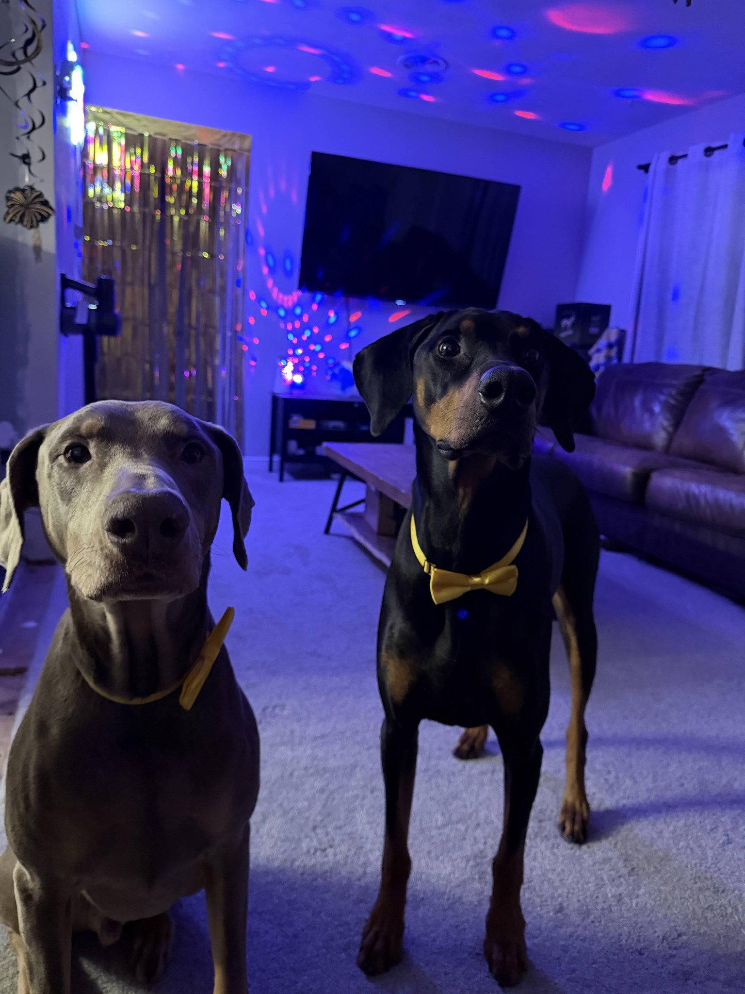 Enlarge Titan, a Adoptable Doberman Pinscher in Buffalo, MN image 1/3