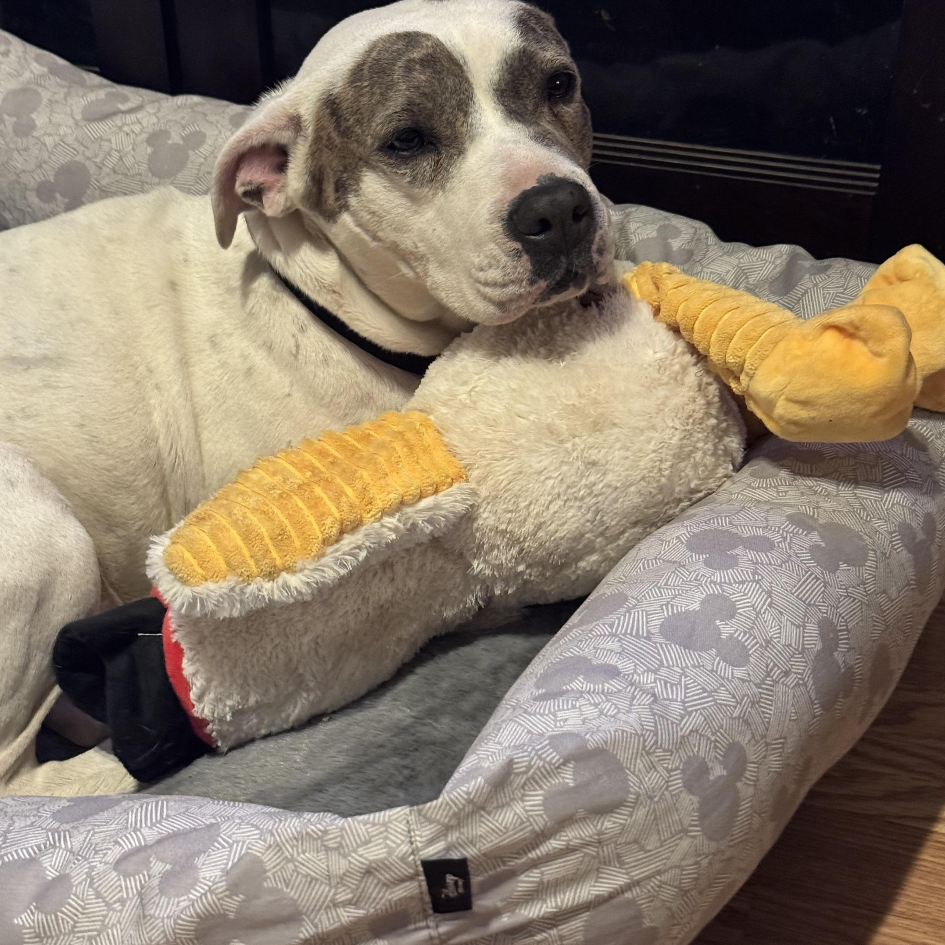 Mamas, a Adoptable mixed breed in Colorado Springs, CO image 2/5