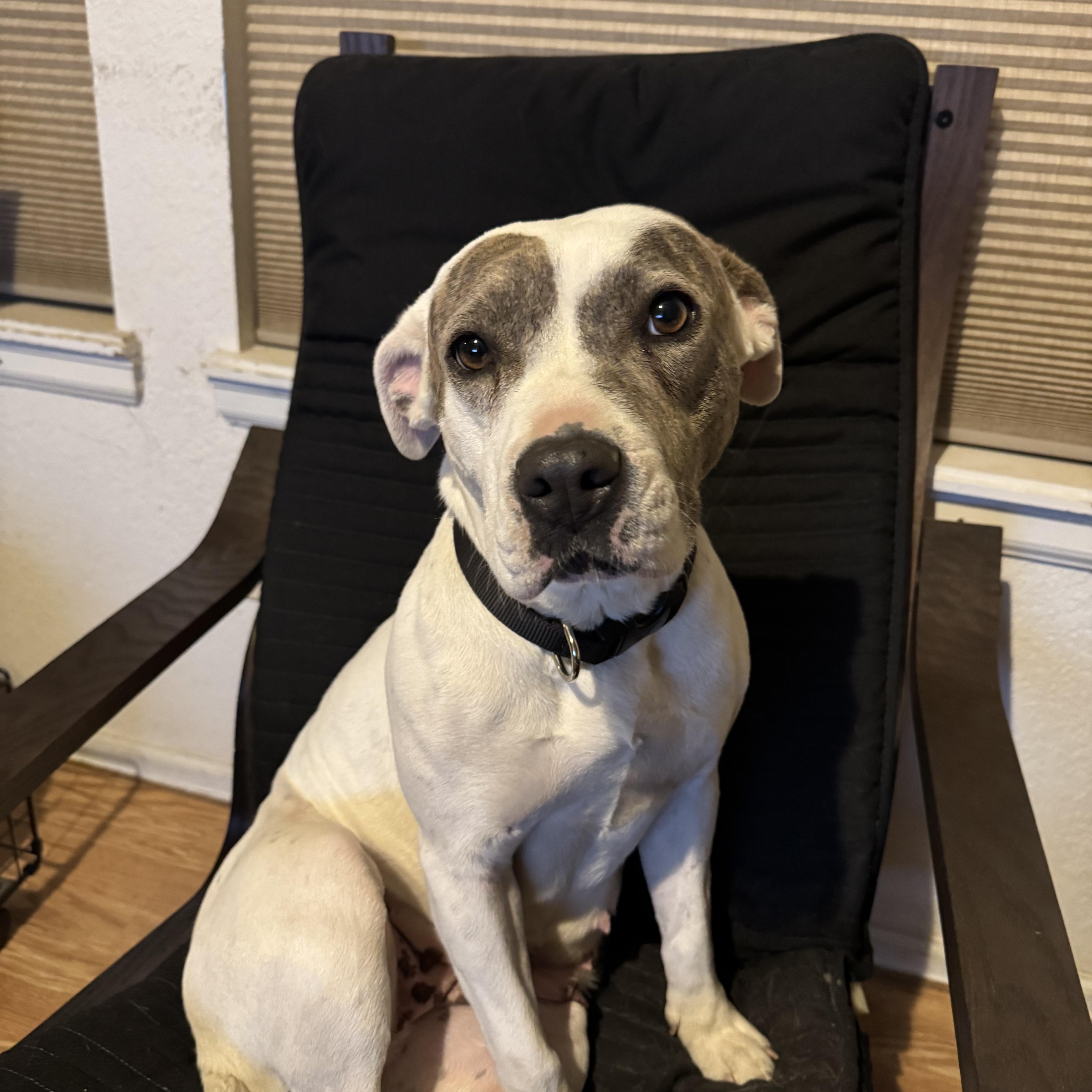 Mamas, a Adoptable mixed breed in Colorado Springs, CO image 3/5