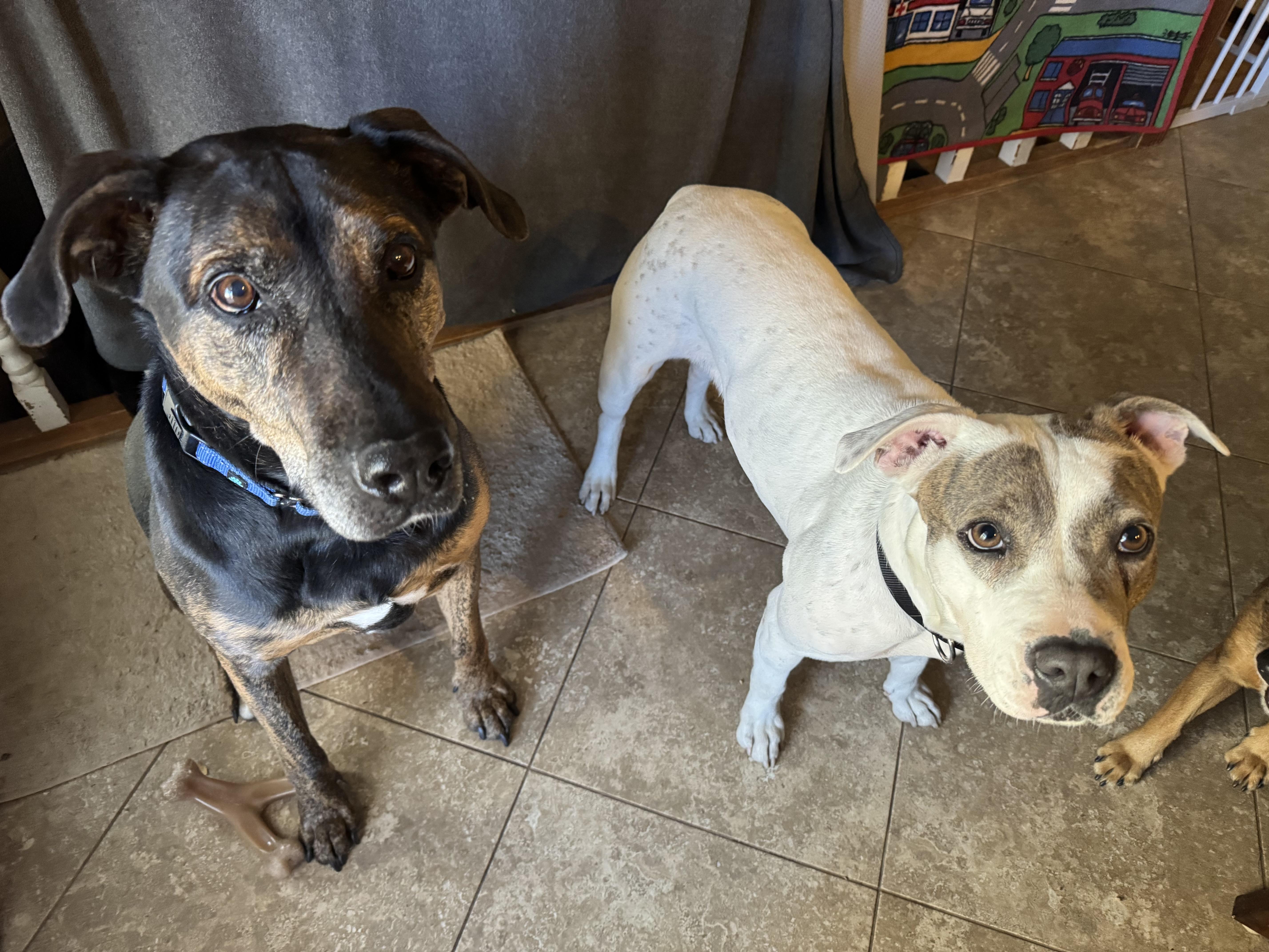 Mamas, a Adoptable mixed breed in Colorado Springs, CO image 4/5