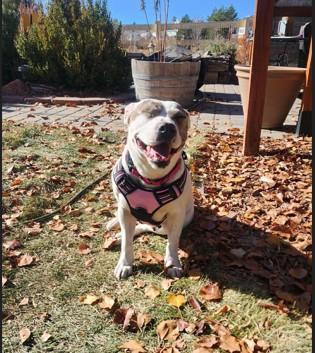 Mamas, Adoptable, Adult Female Pit Bull Terrier.