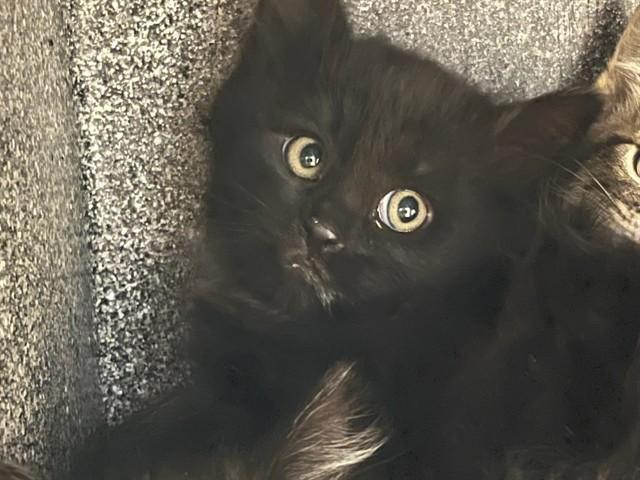 NYX, Adoptable, Kitten Female Domestic Long Hair.