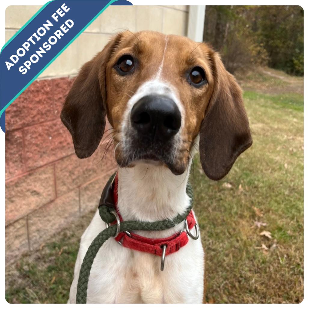 Neal, Adoptable, Adult Male Mixed Breed.