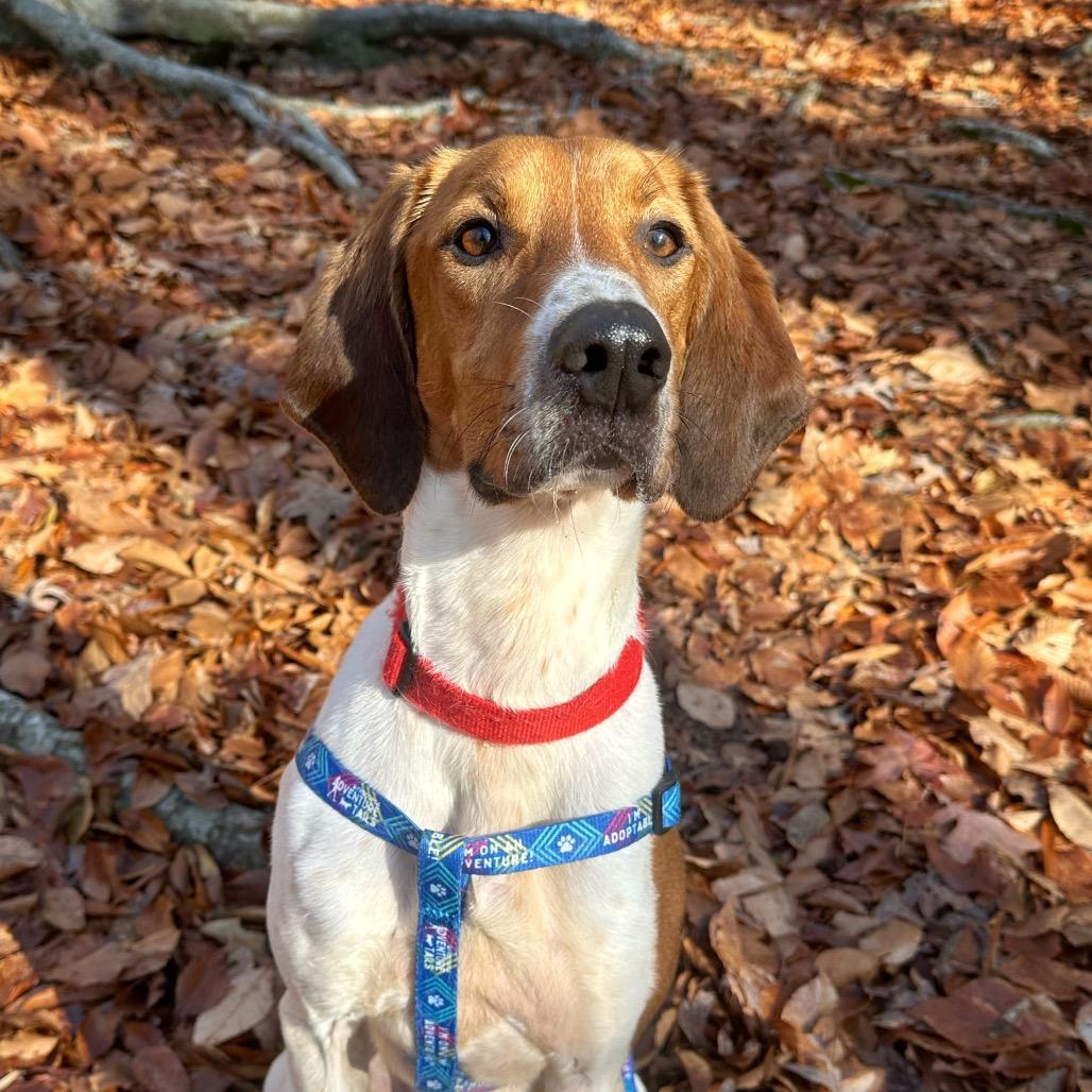 Enlarge Neal, a Adoptable Mixed Breed in Fredericksburg, VA image 2/6