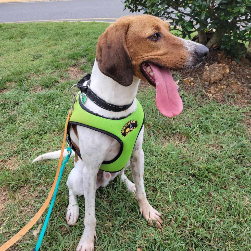 Enlarge Neal, a Adoptable Mixed Breed in Fredericksburg, VA image 6/6