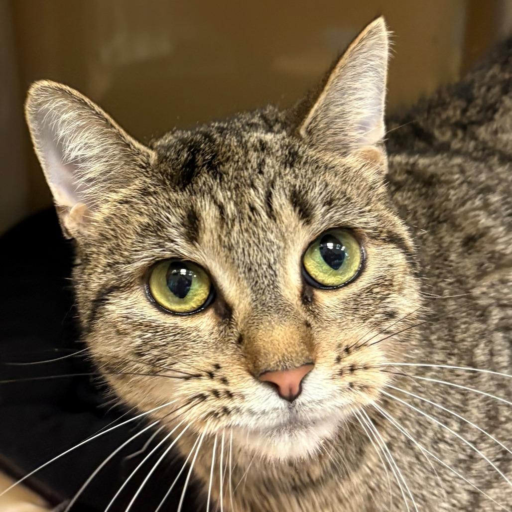 Enlarge Louise, a Adoptable Domestic Short Hair in East Hanover, NJ image 1/3