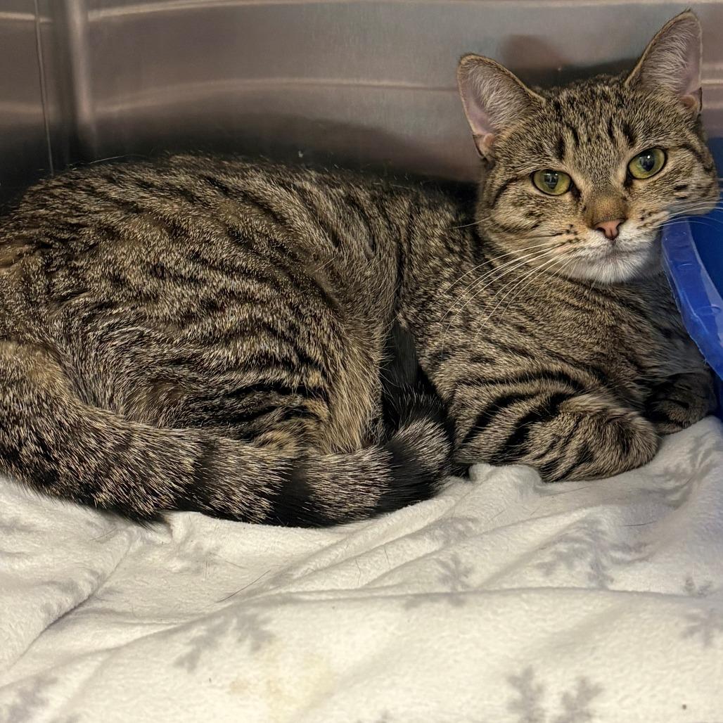 Enlarge Louise, a Adoptable Domestic Short Hair in East Hanover, NJ image 2/3