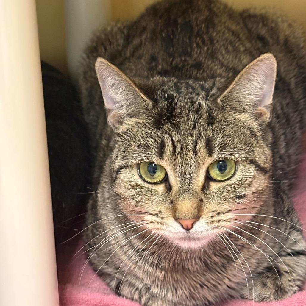 Enlarge Louise, a Adoptable Domestic Short Hair in East Hanover, NJ image 3/3