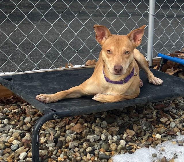 Enlarge Hope 7 months, a Adoptable Labrador Retriever in Sterling, MA image 1/1