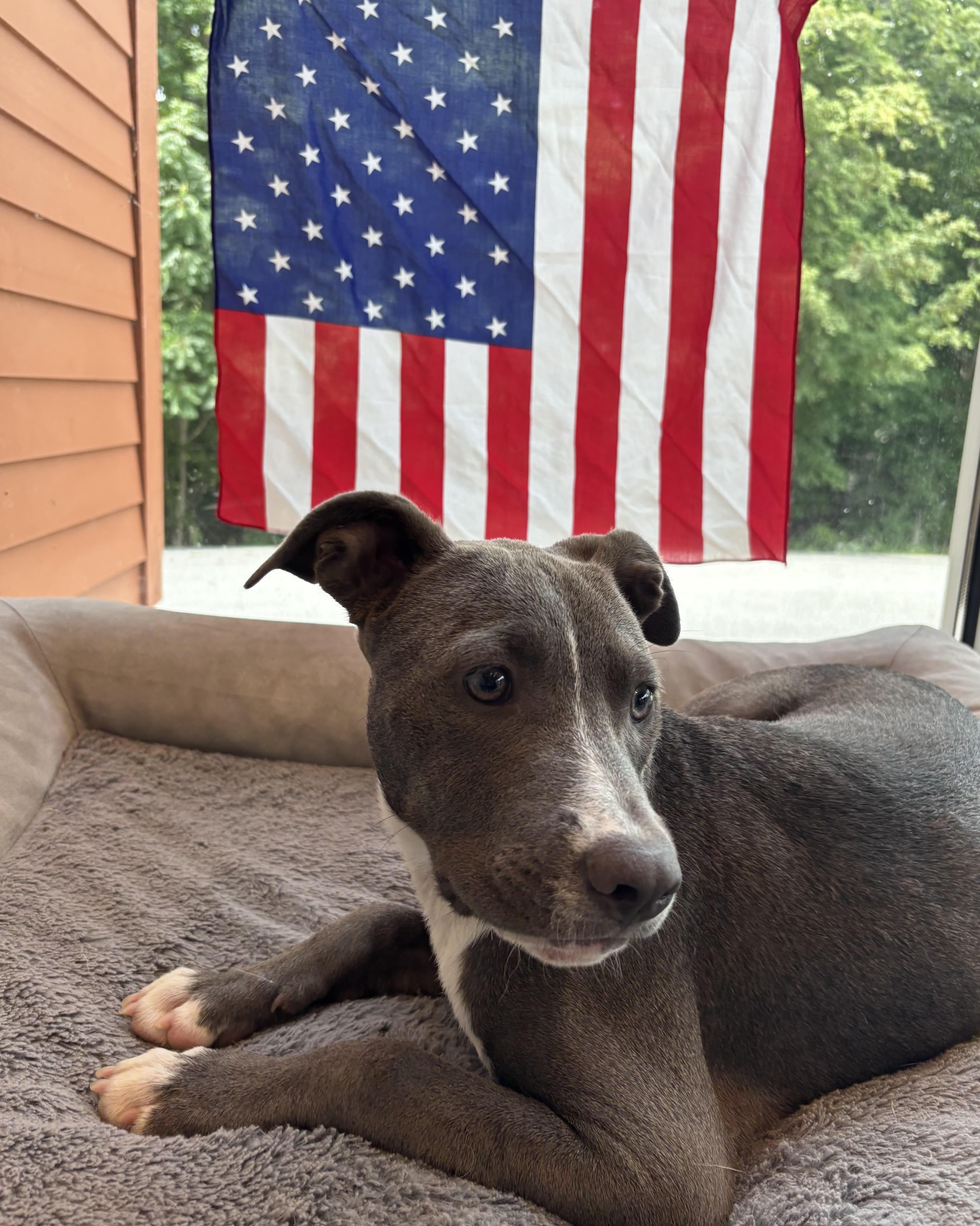 Lassie, an adoptable Pit Bull Terrier Mix in Randleman, NC_image-1